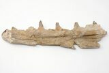 Fossil Mosasaur (Tylosaurus) Jaw Section - Kansas #197481-1